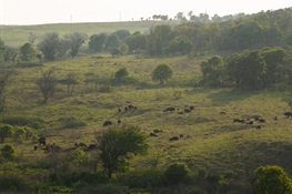 Bronx Zoo Bison Join Osage Nation Herd in Oklahoma